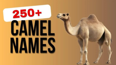 Camel names