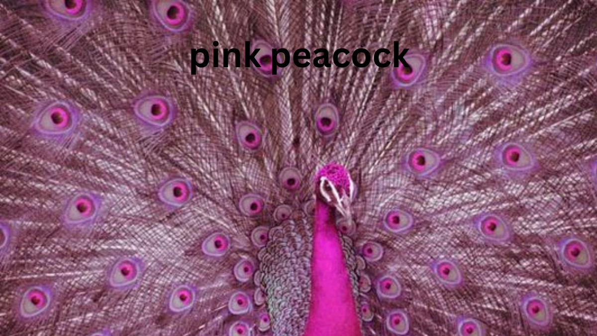 pink peacock