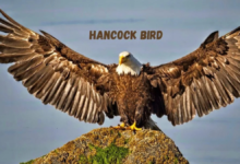 hancock bird meaning