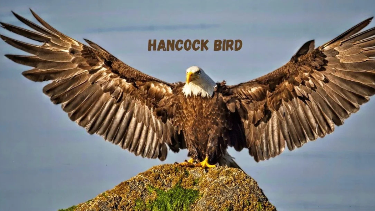 hancock bird meaning