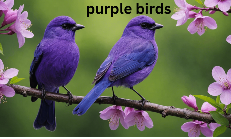 purple birds